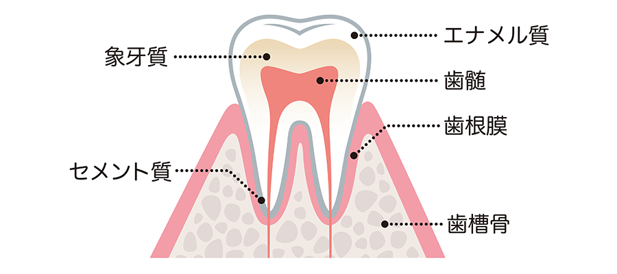歯のつくり（構造）